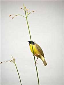 LIFE-SIZE LITTLE BLUE HERON & COMMON YELLOW THROAT WARBLER