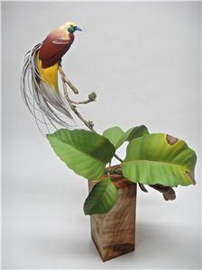 MINIATURE LESSER BIRD OF PARADISE