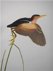 LIFE-SIZE LEAST BITTERN