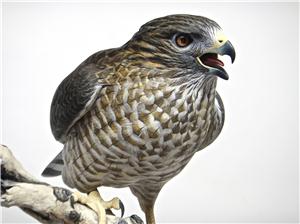 LIFE-SIZE BROAD-WINGED HAWK