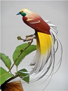 MINIATURE LESSER BIRD OF PARADISE