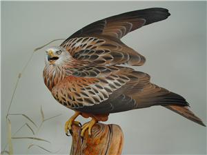 RED KITE