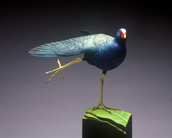 Purple Gallinule