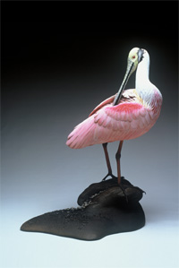 ROSEATE  SPOONBILL