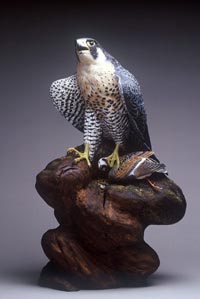 Tundra Peregrine Falcon with Ruddy Turnstone