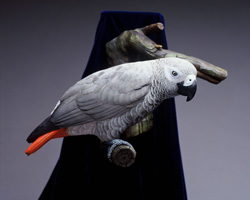 African Gray Parrot