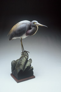 TRI-COLORED HERON