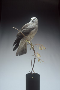 NORTHERN HARRIER