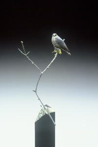 Miniature MERLIN WITH WARBLER