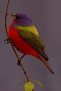 PAINTED BUNTING