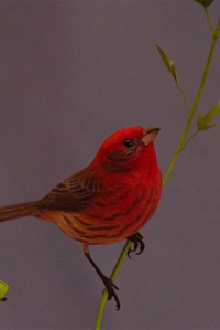 HOUSE FINCH