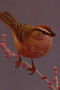 CHIPPING SPARROW