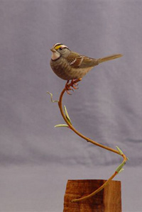 The WHITE THROATED SPARROW