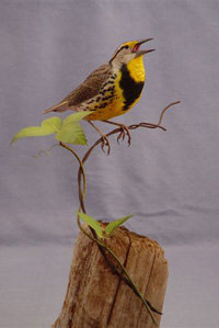 MEADOWLARK