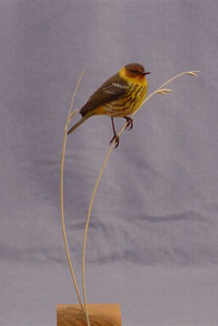 CAPE MAY WARBLER
