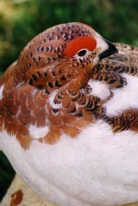 WILLOW PTARMIGAN