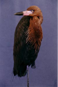 REDDISH EGRET