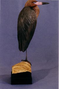 REDDISH EGRET 2