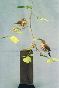 PAIR WOOD THRUSHES
