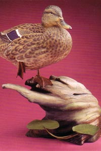 HEN MALLARD