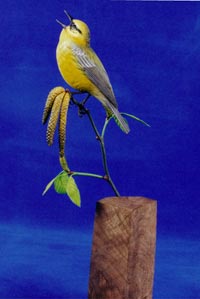 BLUE-WINGED WARBLER