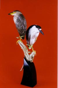 2 BLACK CROWN NIGHT HERONS