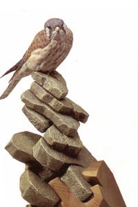 AMERICAN KESTREL