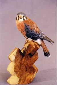 AMERICAN KESTREL 2