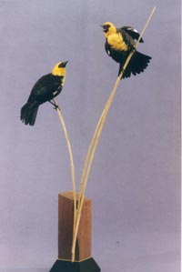 2 MALES YELLOW HEAD BLACKBIRDS