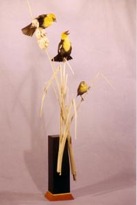 2 MALES 1 FEMALE YELLOW HEAD BLACKBIRDS