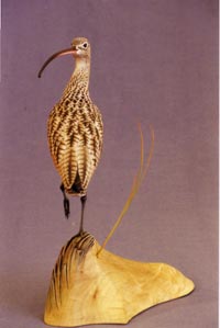 LONG-BILLED CURLEW