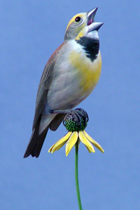 Dickcissel