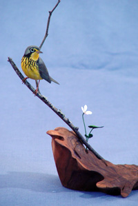 Canada Warbler