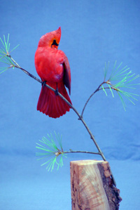 Male Cardinal on pines