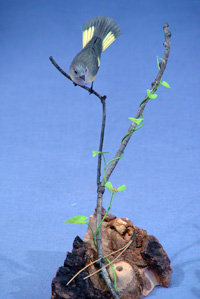 Female Redstart