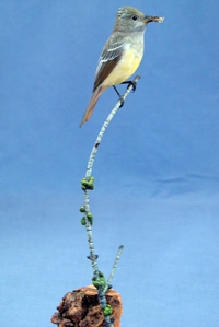Great Crested Flycatcher
