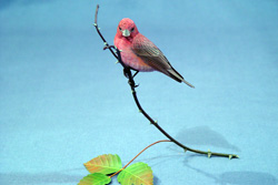 Purple Finch