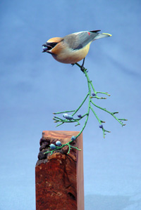 Cedar Wax Wing