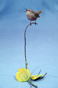Winter Wren