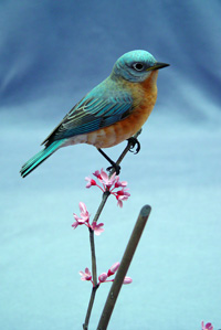 Female Bluebird