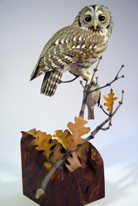 European Tawny Owl - Grey Morph with English Sparrow