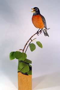American Robbin