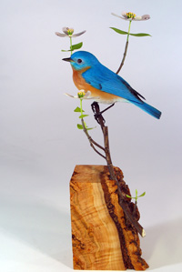 Eastern Bluebird on dogwood
