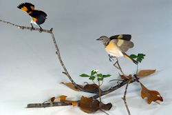 Miniature American Redstart pair