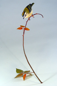 Golden-crowned Kinglet