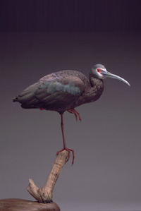 WHITE FACE IBIS