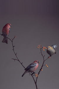 PINE GROSBEAKS