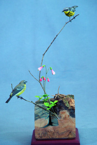 Magnolia Warbler pair